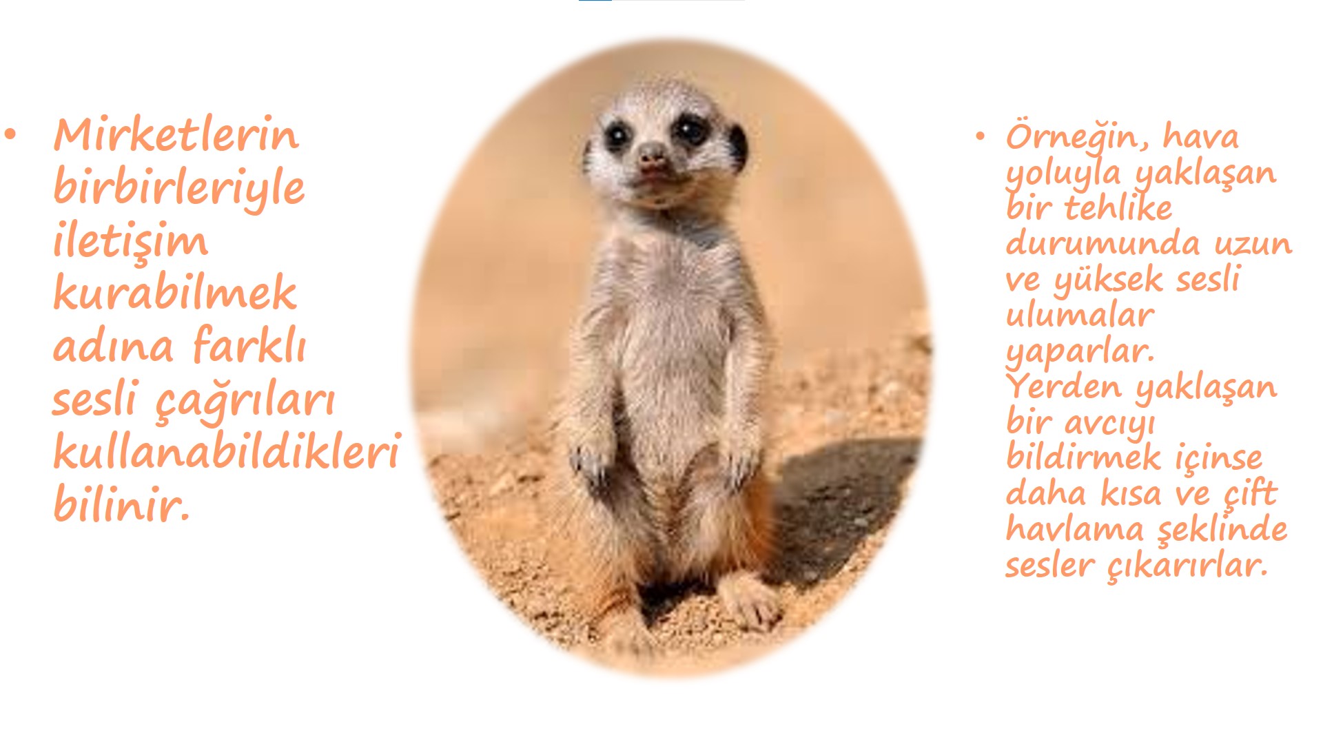 ilginç bilgiler ile ilgili görsel